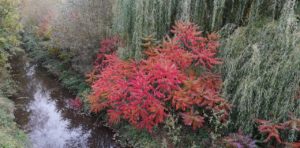 Bild des Monats November 2018 - Harald Kosub